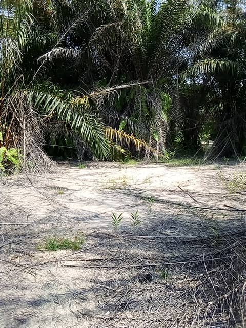 Vente et topographie de parcelle